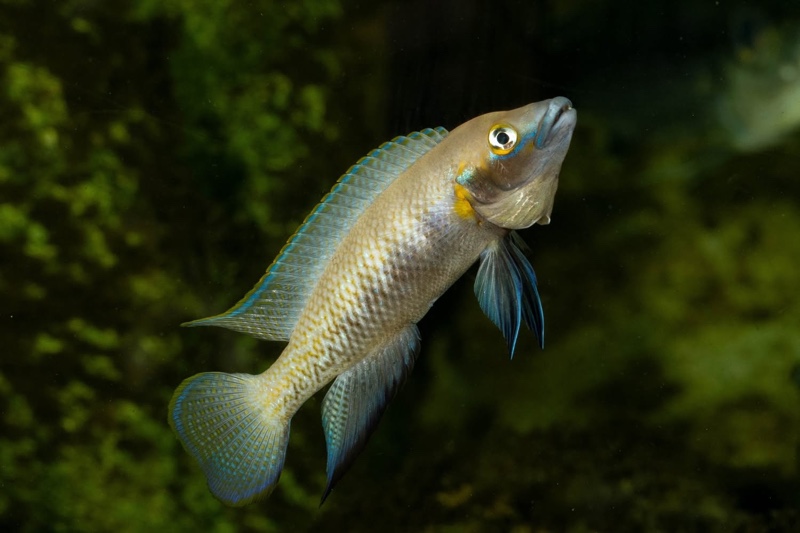 Neolamprologus nigriventris 'Kiku'